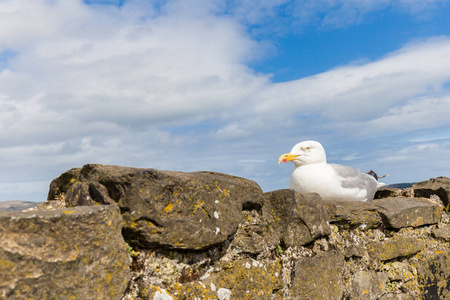 在英国威尔士康威城堡顶上的海鸥