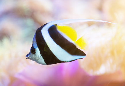 黑白条纹的珊瑚鱼照片