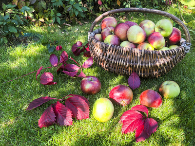 苹果在草地上的篮子里。秋季收获概念
