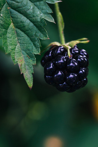黑莓在灌木丛上成长背景树叶