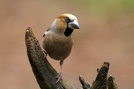 Hawfinch 鸟坐在树上