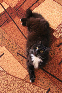 黑猫躺在地毯上。黑色的猫与白色领带坐在地毯的房间。尼斯宠物