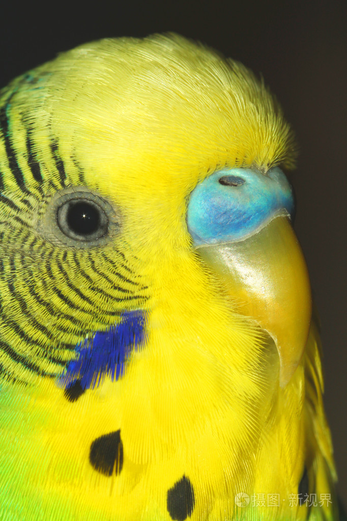 关闭了虎皮鹦鹉男性在深色背景上的肖像.宏观