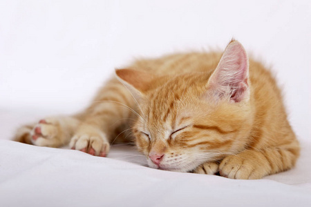 小可爱的姜猫睡在白色的床盖, 特写照片