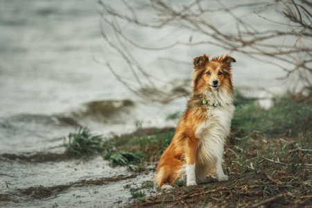 红设得兰群岛牧羊犬在海滩上。牧羊狗