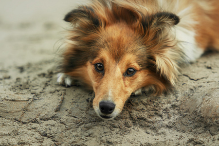 红设得兰群岛牧羊犬在海滩上。牧羊狗