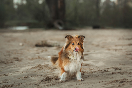 红设得兰群岛牧羊犬在海滩上。牧羊狗