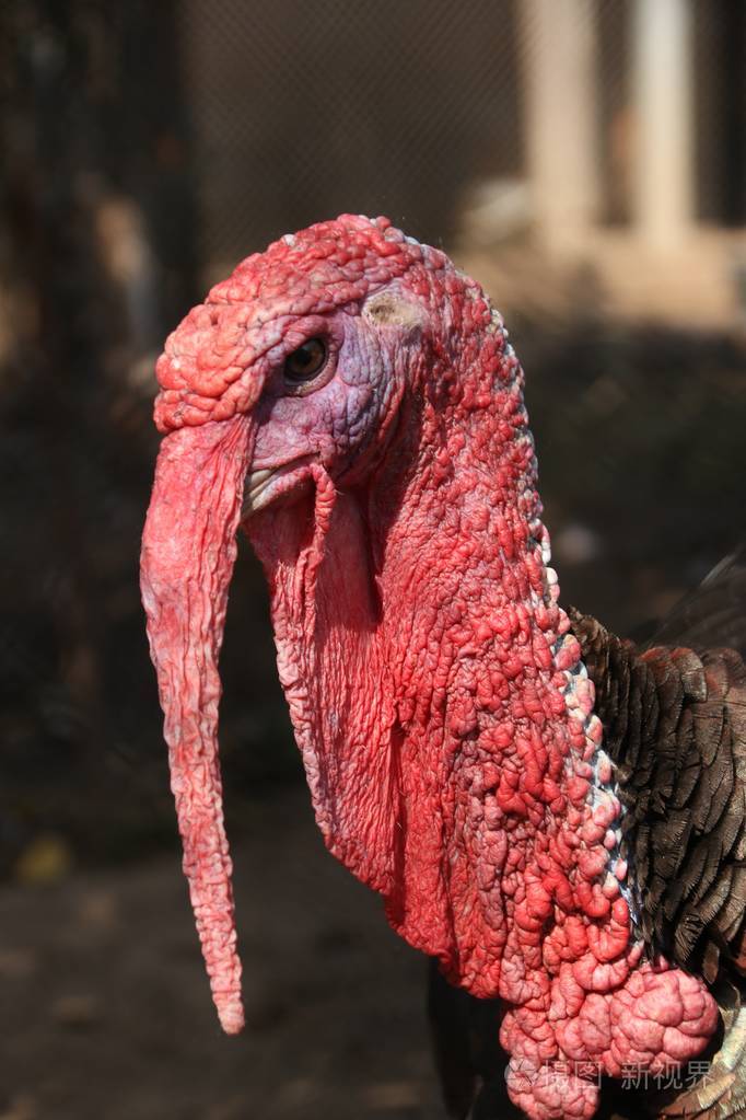 彩色火鸡男散步