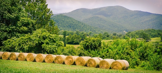 干草捆在字段与蓝岭山脉在弗吉尼亚州的 Amissville 中的背景