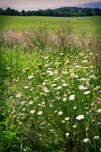 与字段和背景在卢瑞，弗吉尼亚山区野生花卉