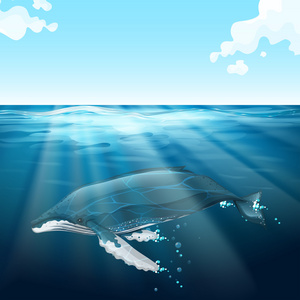 鲸鱼在蔚蓝的大海游泳