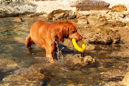 匈牙利指针维兹拉就是在海里游泳。狗在水里玩耍。狗训练。夏天与一条狗在海边