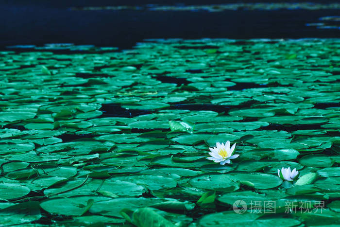 池塘与水百合花或白莲盛开的季节 美丽的白色花与绿叶在湖表面 睡莲漂浮在河流景观上照片 正版商用图片0se68r 摄图新视界