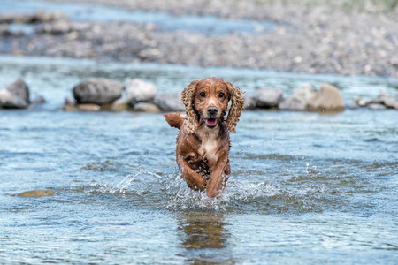 小狗小狗英国可卡犬在水中运行时