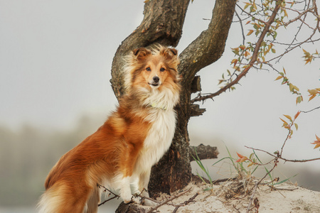 红设得兰群岛牧羊犬在海滩上。牧羊狗