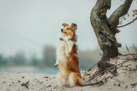 红设得兰群岛牧羊犬在海滩上。牧羊狗