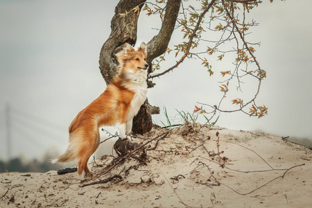 红设得兰群岛牧羊犬在海滩上。牧羊狗