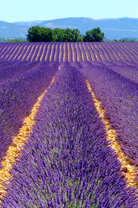 在高原 Valensole 薰衣草花田