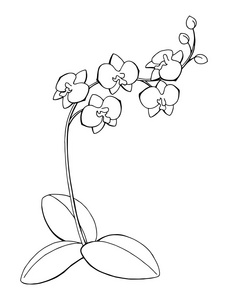 怎样素描兰花兰花花图形艺术黑白色孤立的素描图矢量照片