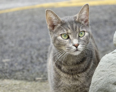 可爱的猫在街上