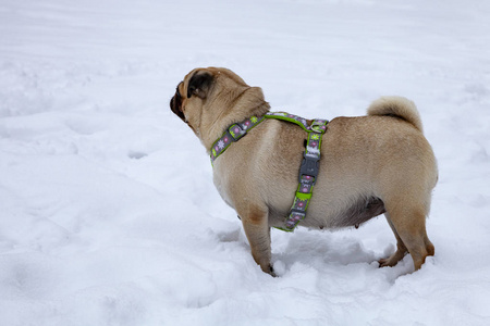 狗在冬天散步。帕格站在白雪上