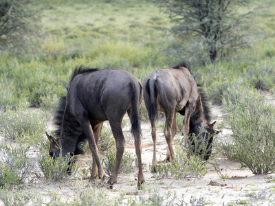 两只羚羊, Connochaetes taurinus, 卡拉哈里南非