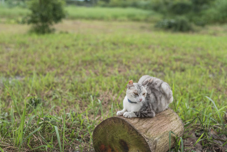 猫在木头上, 一只小猫坐在户外