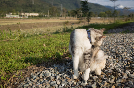 在户外的小猫痒