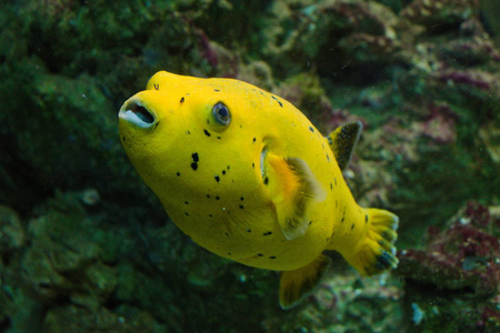 柠檬河豚鱼图片