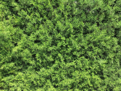 户外街道绿墙.自然植物质地.国家绿篱照片.quickset 花卉壁纸.