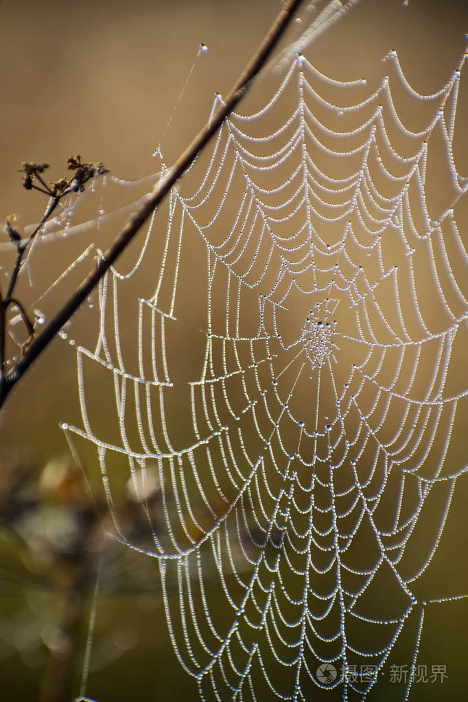 蜘蛛网特写.黎明时分太阳光线下的蜘蛛网