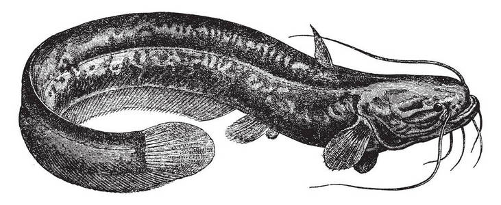 鲶鱼是一个家族的鲶鱼, 复古线画或雕刻插图