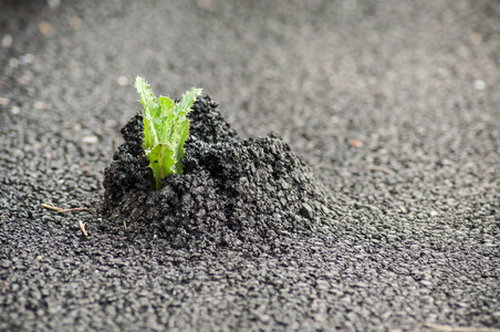 概念布满荆棘的道路图片