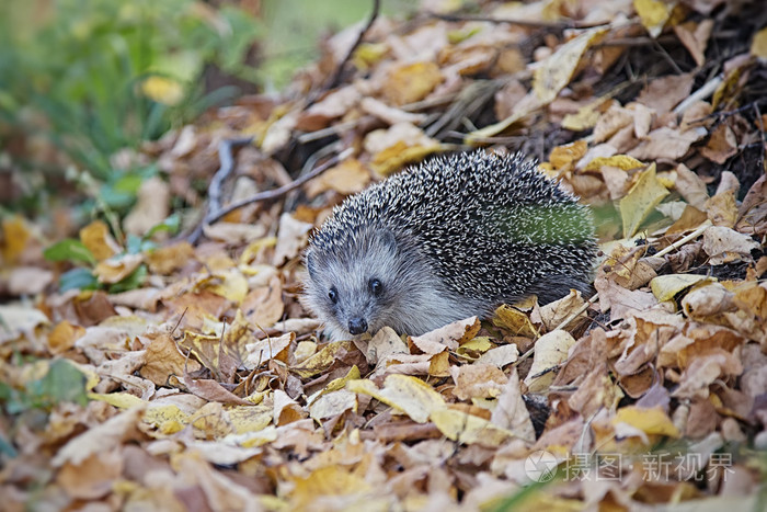 欧洲刺猬走在秋天的树林
