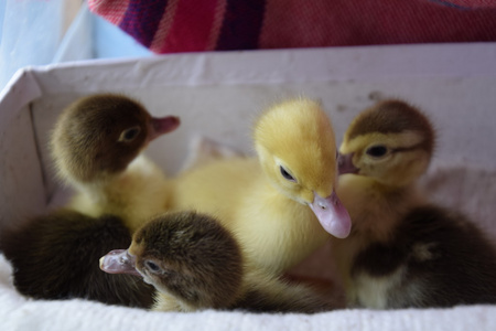 在庇护所里和干草对地板和一盒住宿过夜的麝香鸭雏鸭照片