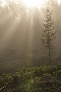 雾森林与阳光