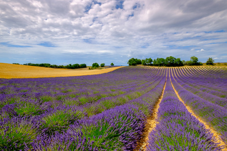 在高原 Valensole 薰衣草花田