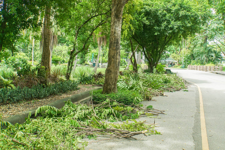 在绿色公园的人行道上砍树枝