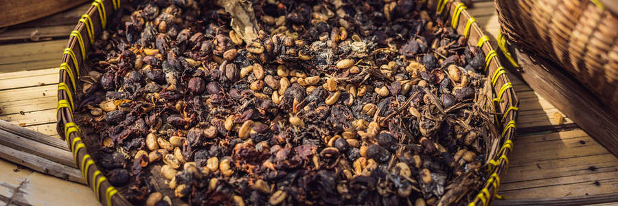 麝香猫果图片大全