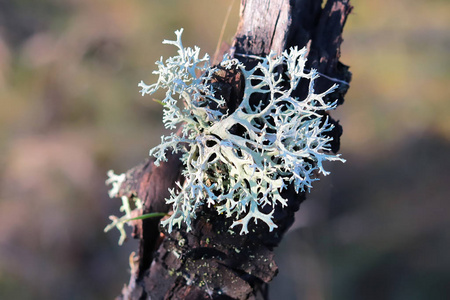 长松萝老树上的地衣照片