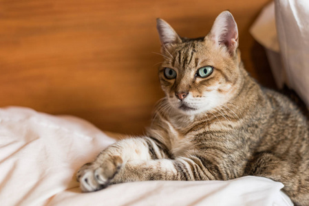 懒和滑稽的斑猫呆在家里的床上图片