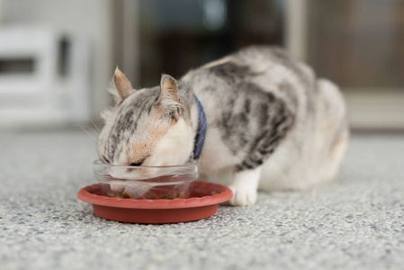 猫吃, 特写图像的家养猫吃食物