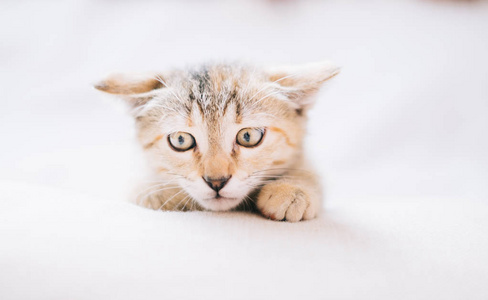 好奇的斑点颜色的小猫按下他的耳朵, 看的东西