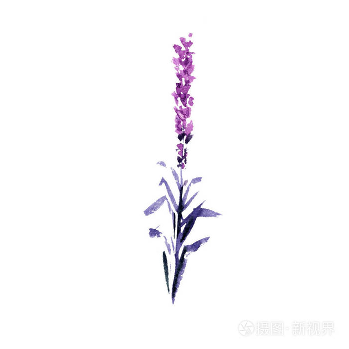 薰衣草花水彩插图 直薰衣草枝 婚礼和情人节贺卡花卉设计 爱情和婚姻 单薰衣草树枝 孤立照片 正版商用图片0semgo 摄图新视界