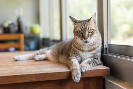 房子的小猫小猫坐在房子的桌子上照片