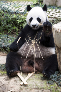 熊猫坐着吃竹子