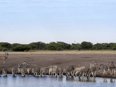 达马拉斑马群, 马 burchelli 安帝古伦, 附近水坑, Etosha 国家公园, 纳米比亚