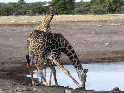 南非长颈鹿, Giraffa Giraffa Giraffa, 靠近水坑, Etosha 国家公园, 纳米比亚