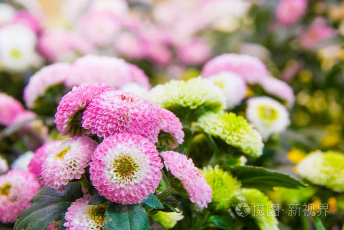 黄色的粉红色和白色的菊花叫菊花或 chrysanths, 是菊属开花植物的家族菊科。秋季植物园五颜六色的花朵