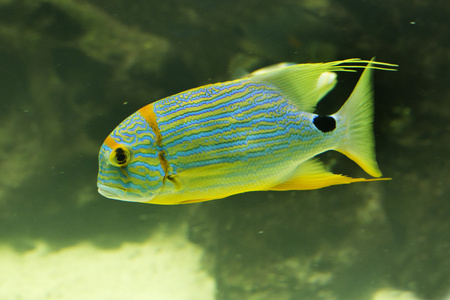 蓝色内衬鲷鱼图片